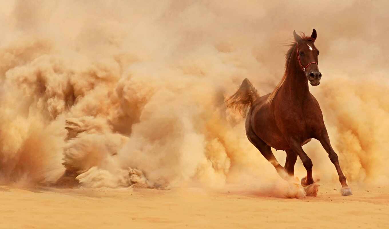 horse, speed, fast, maximum