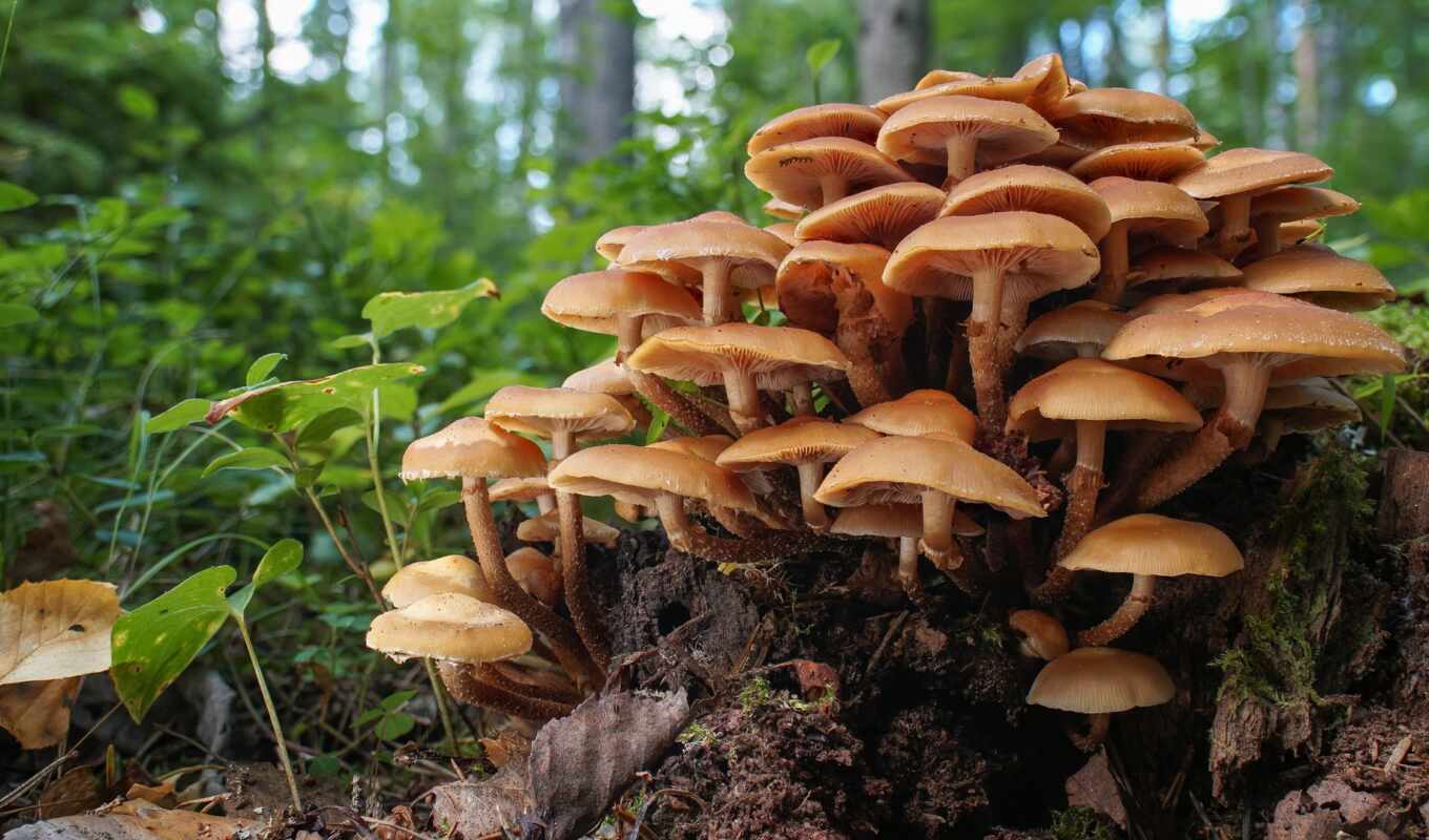 tip, mushroom, therian, mutabili