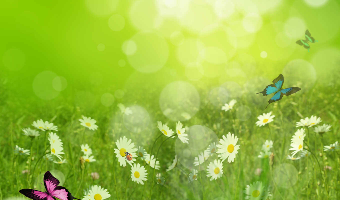 цветы, background, green, трава, photo, with, stock, см, бабочки, spring, весенние, ромашки, фоны, uhq