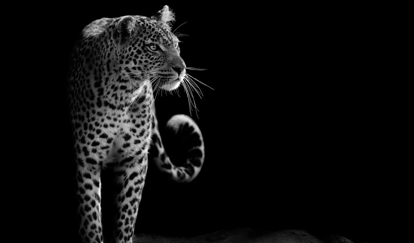 фото, black, white, биг, цена, леопард, stokovyi