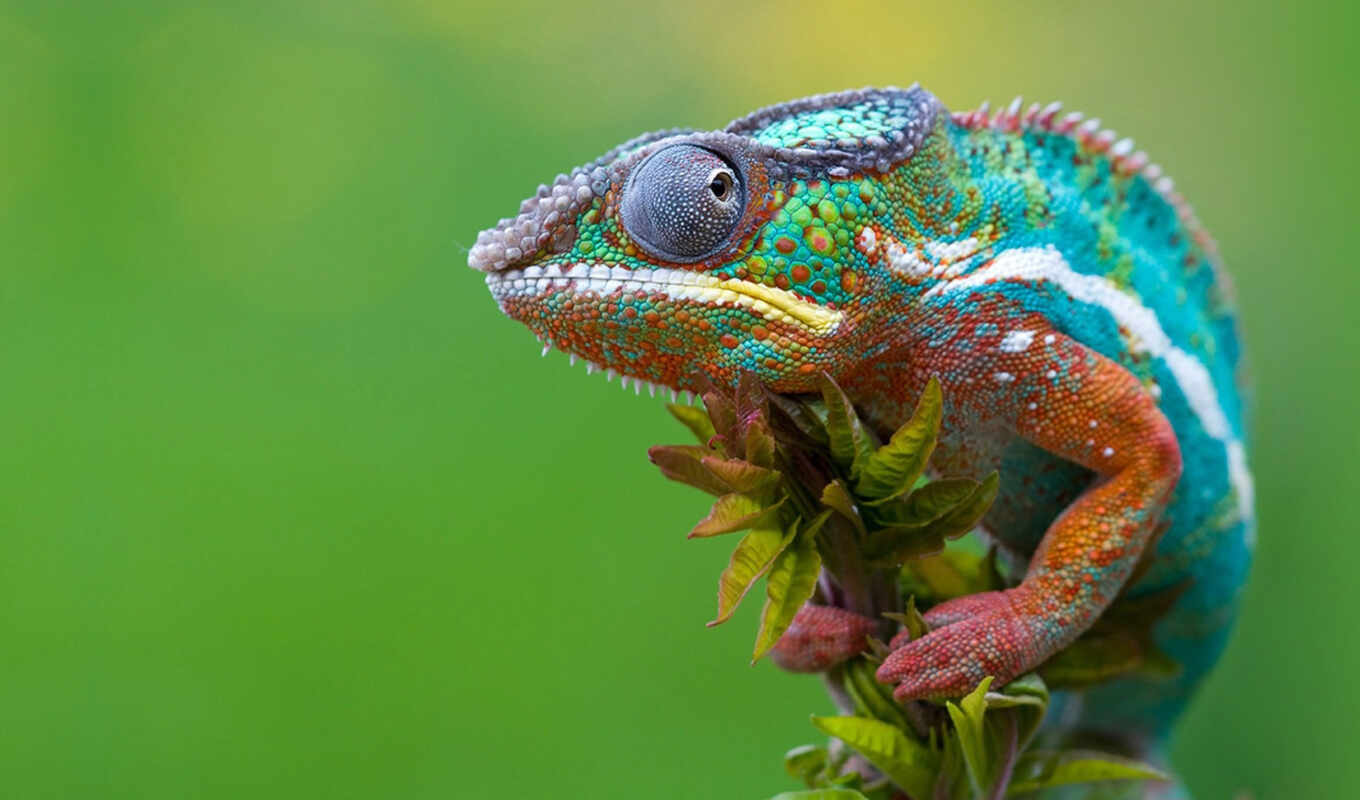 природа, animal, color, ящер, маскировка, chameleon