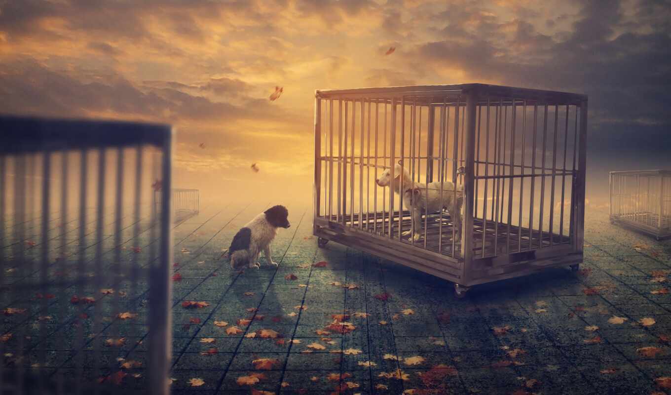 cage, осень, собака, fantasy