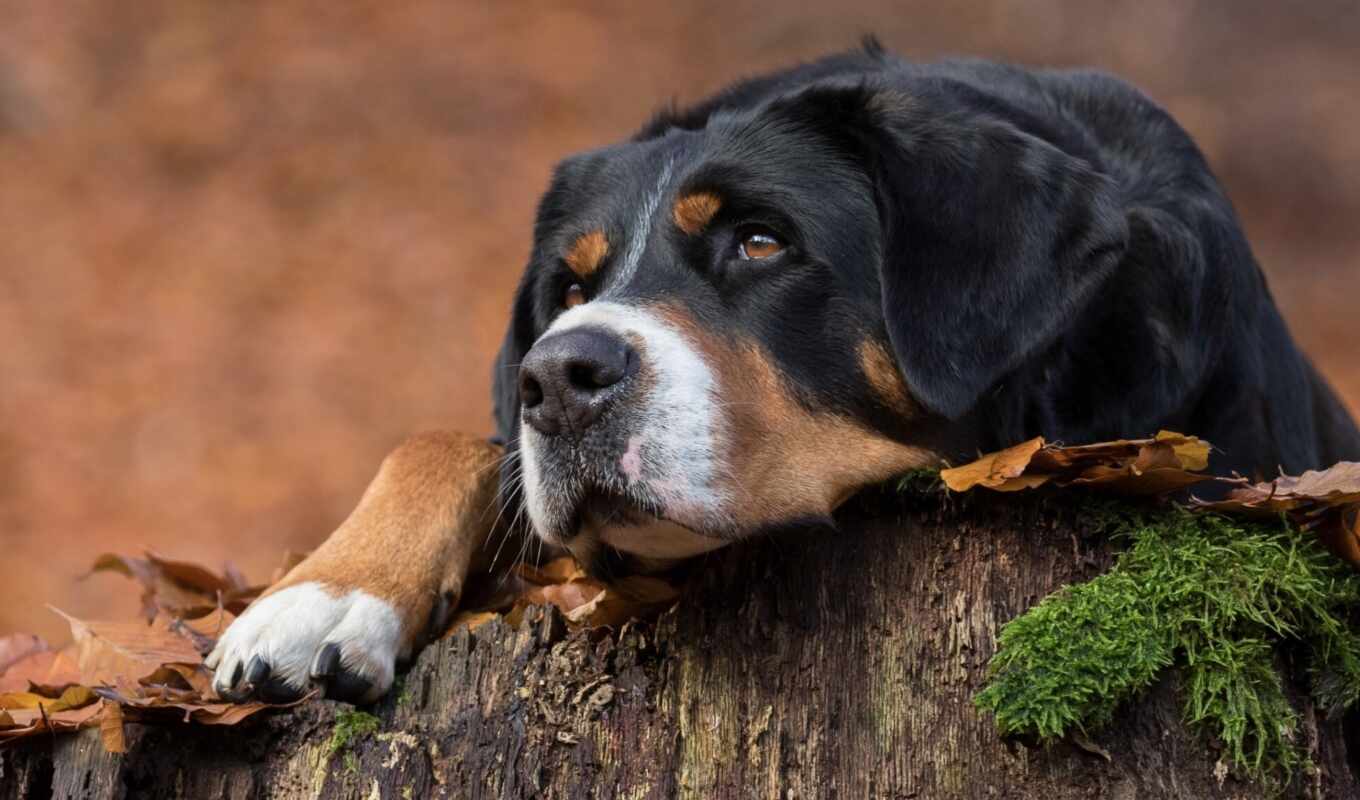 mountain, dog, animal, sennenhund