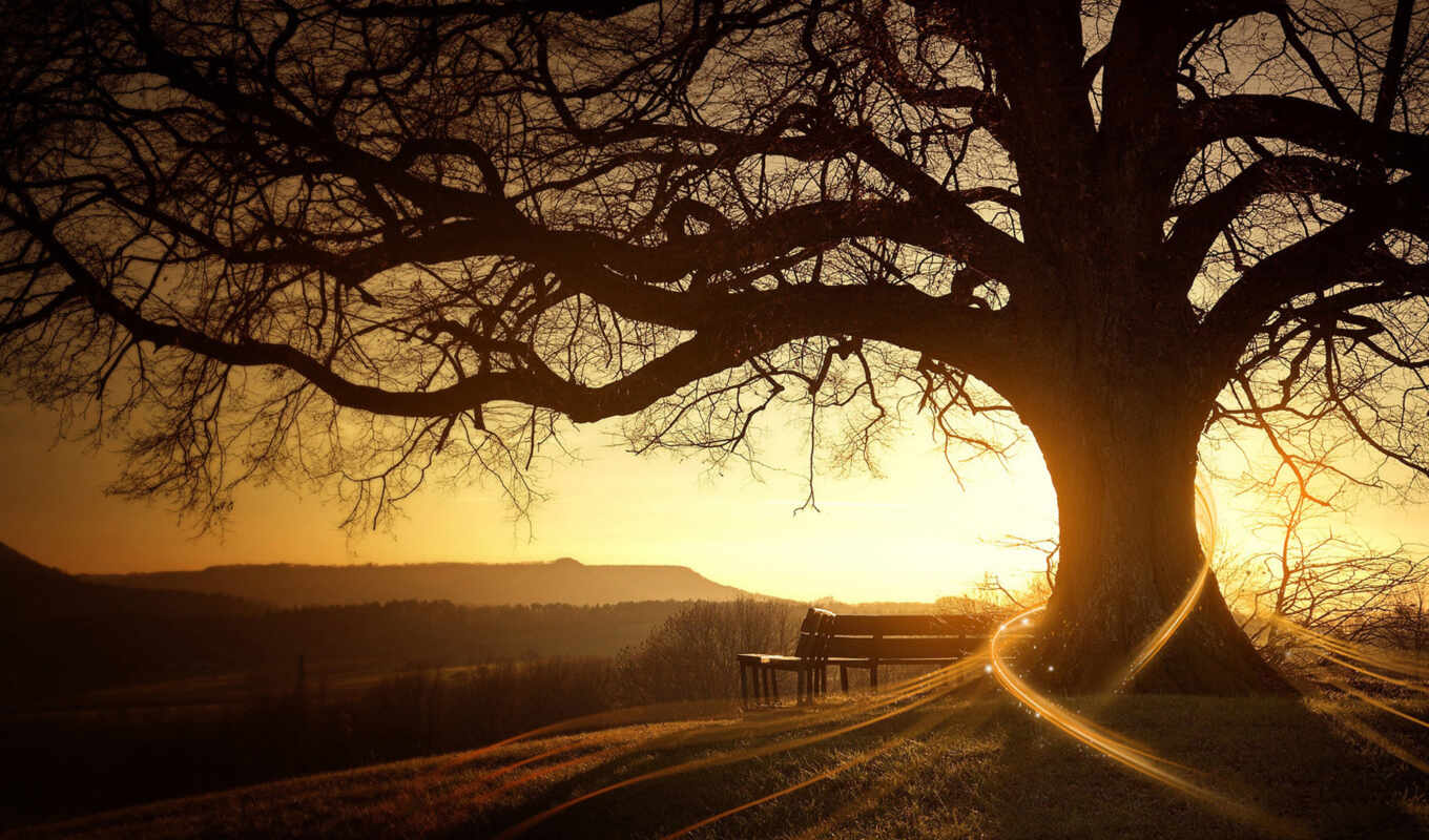 nature, there is, fone, tree, drawn, everyone, suns, rays, tag, which
