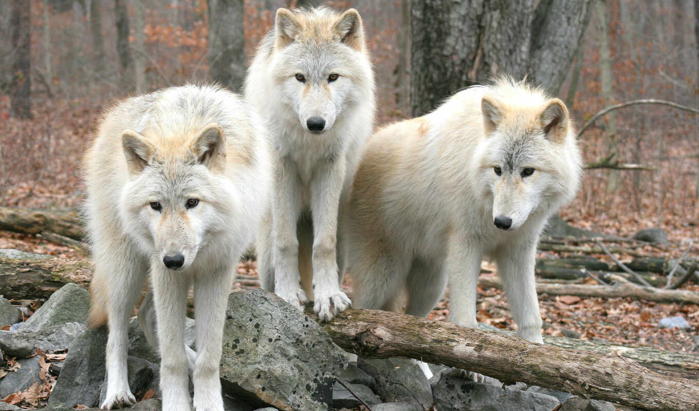 white, сайте, картинка, лесу, волк, волки, волка, белых, трио, zhivotnye
