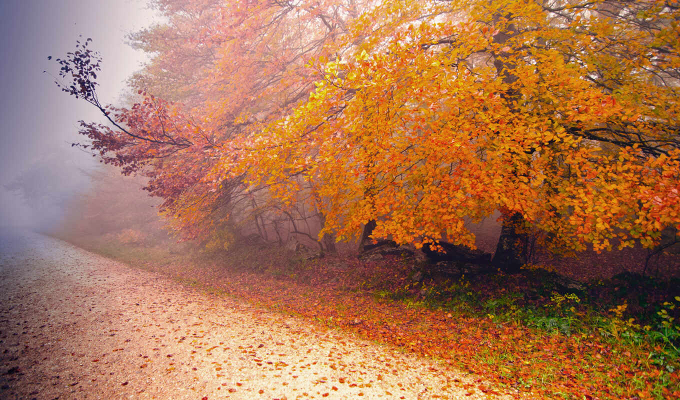 природа, дерево, дорога, осень, утро, река, туман, поздняя