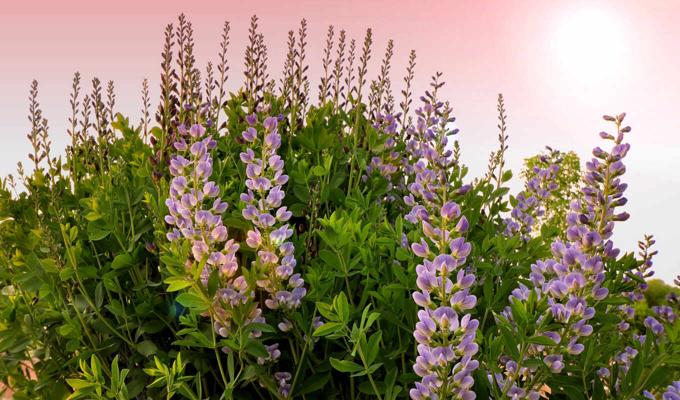 free, flowers, plant, cvety, flora, Lupin, lupines