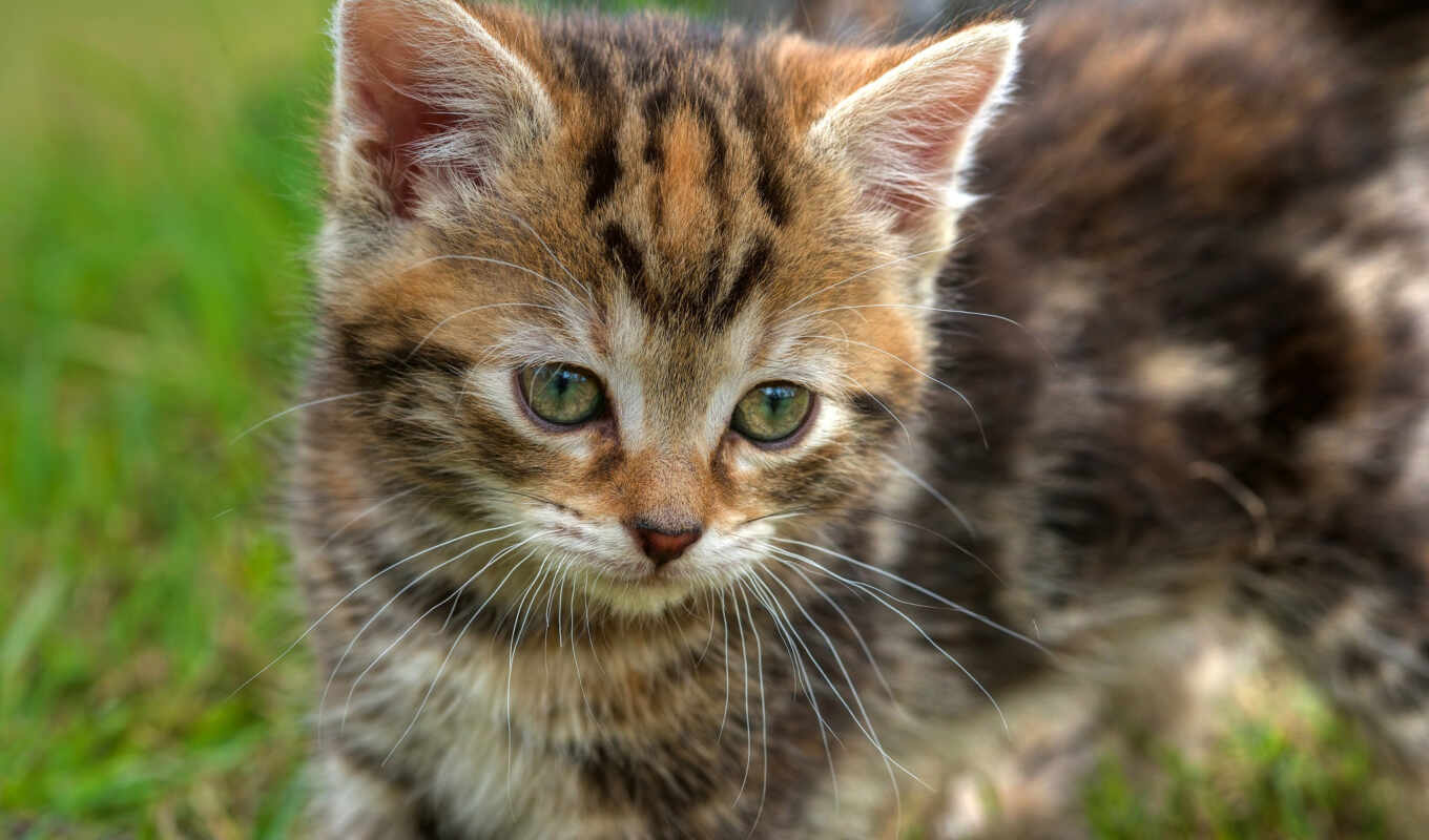 трава, глаза, кот, cute, eyes, котенок, baby, ключи