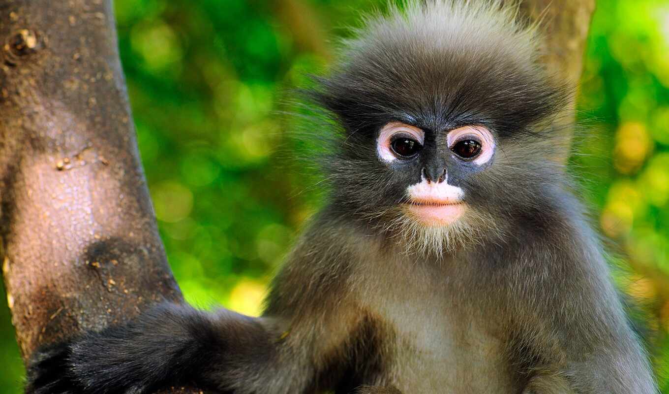 a monkey, animal, sam, park, another, national, primate, thai, point, tonkotet, yot