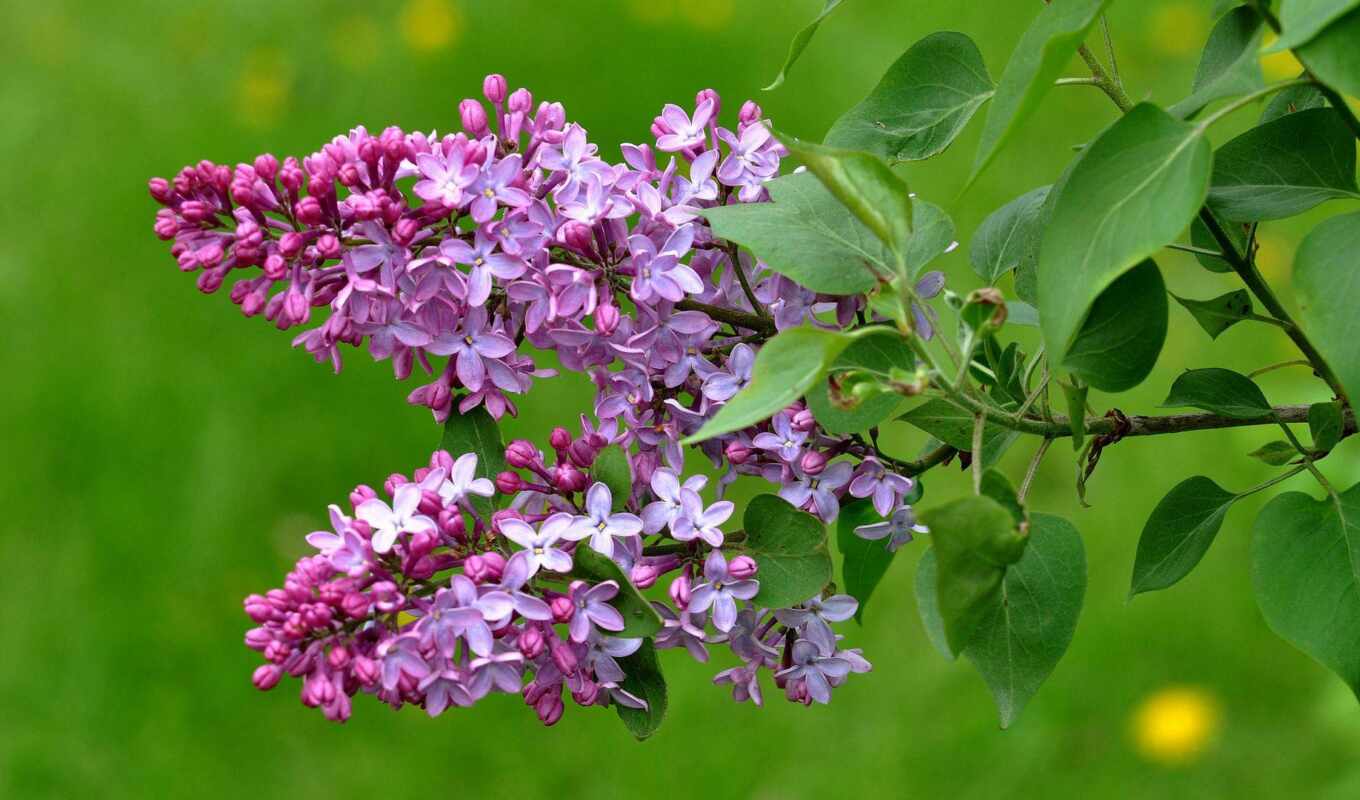 lilac, common, vulgaris