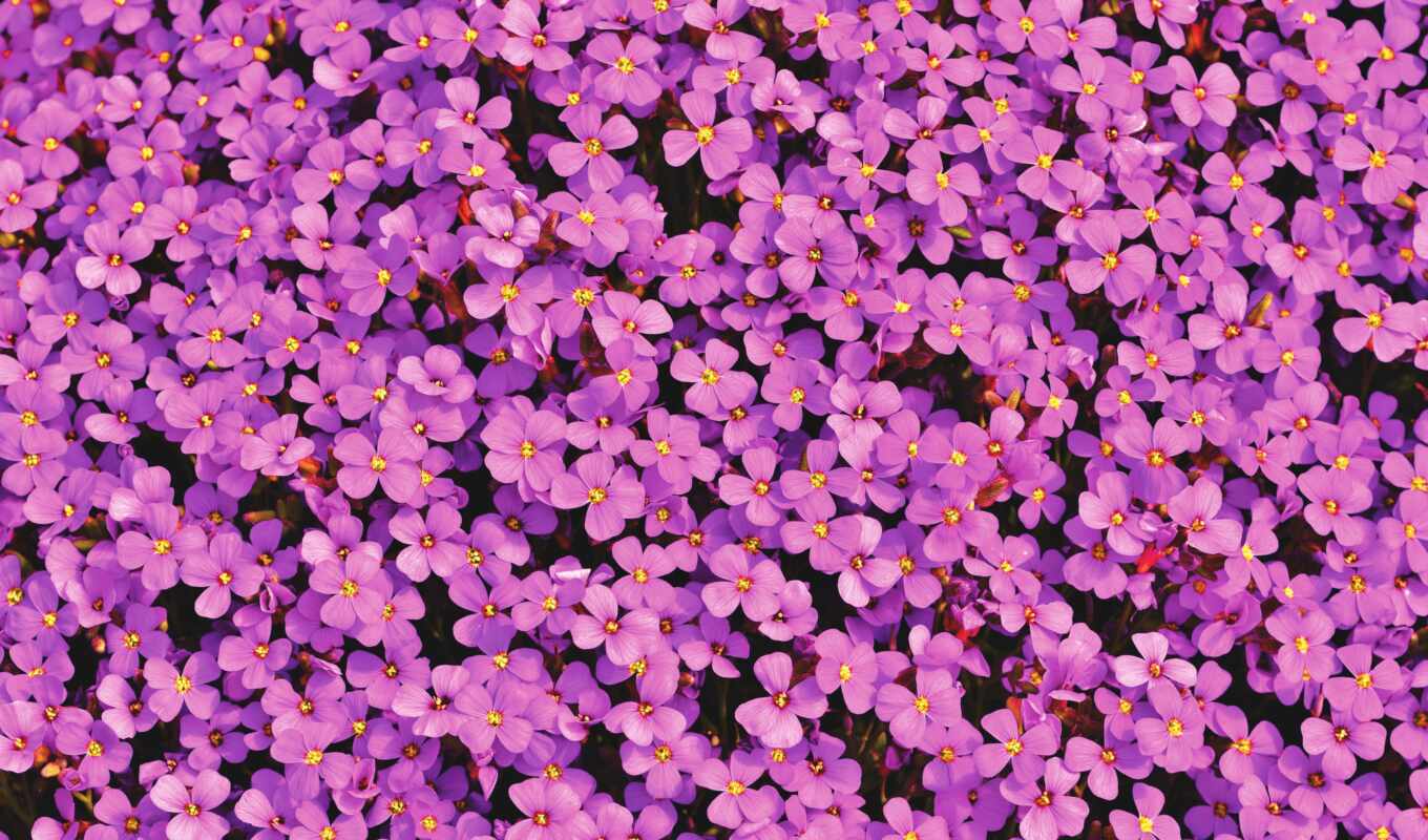 цветы, телефон, purple, фиолетовый, лепестки, растение, bloom, aubrie, planta, обриетьен