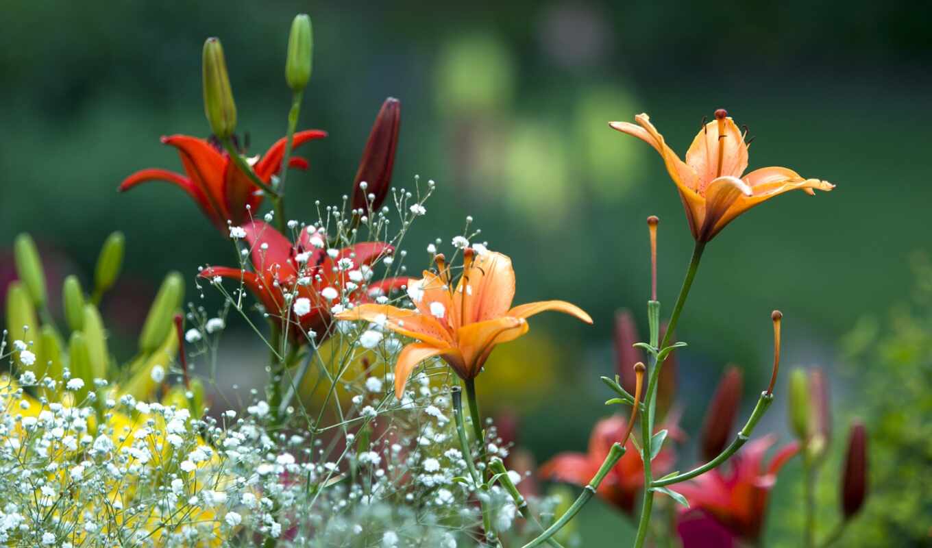 flowers, mobile, red, spring, lily