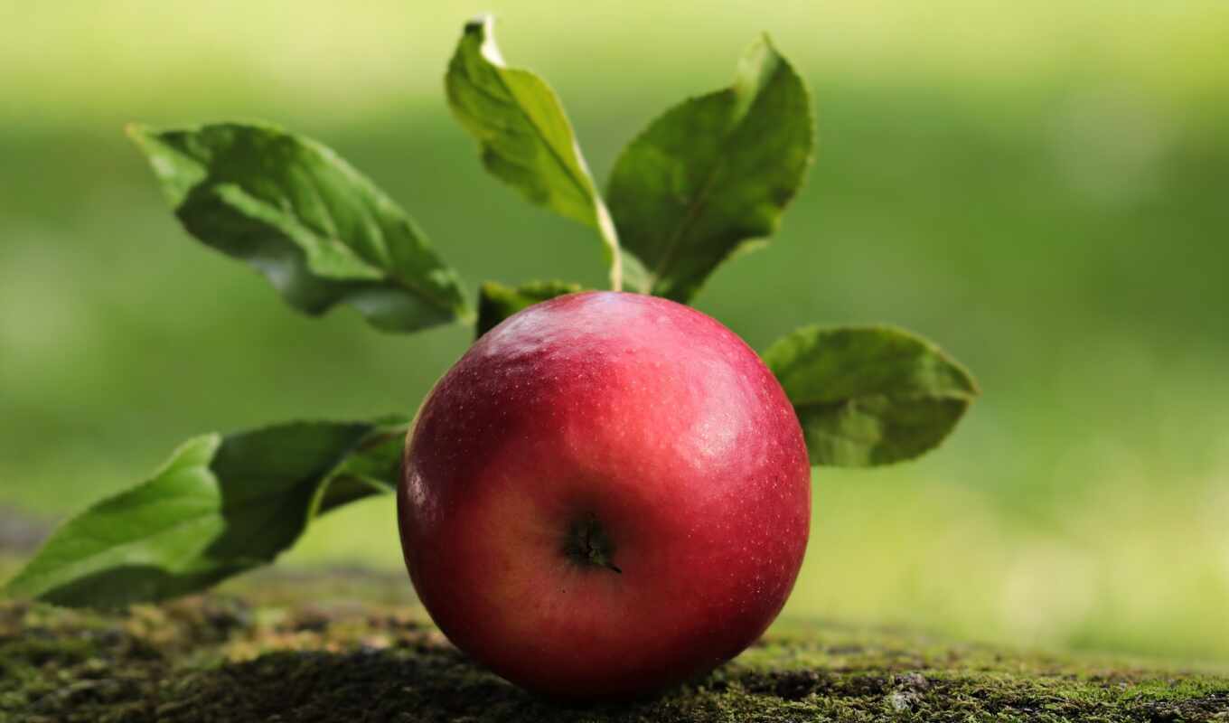 apple, red, плод