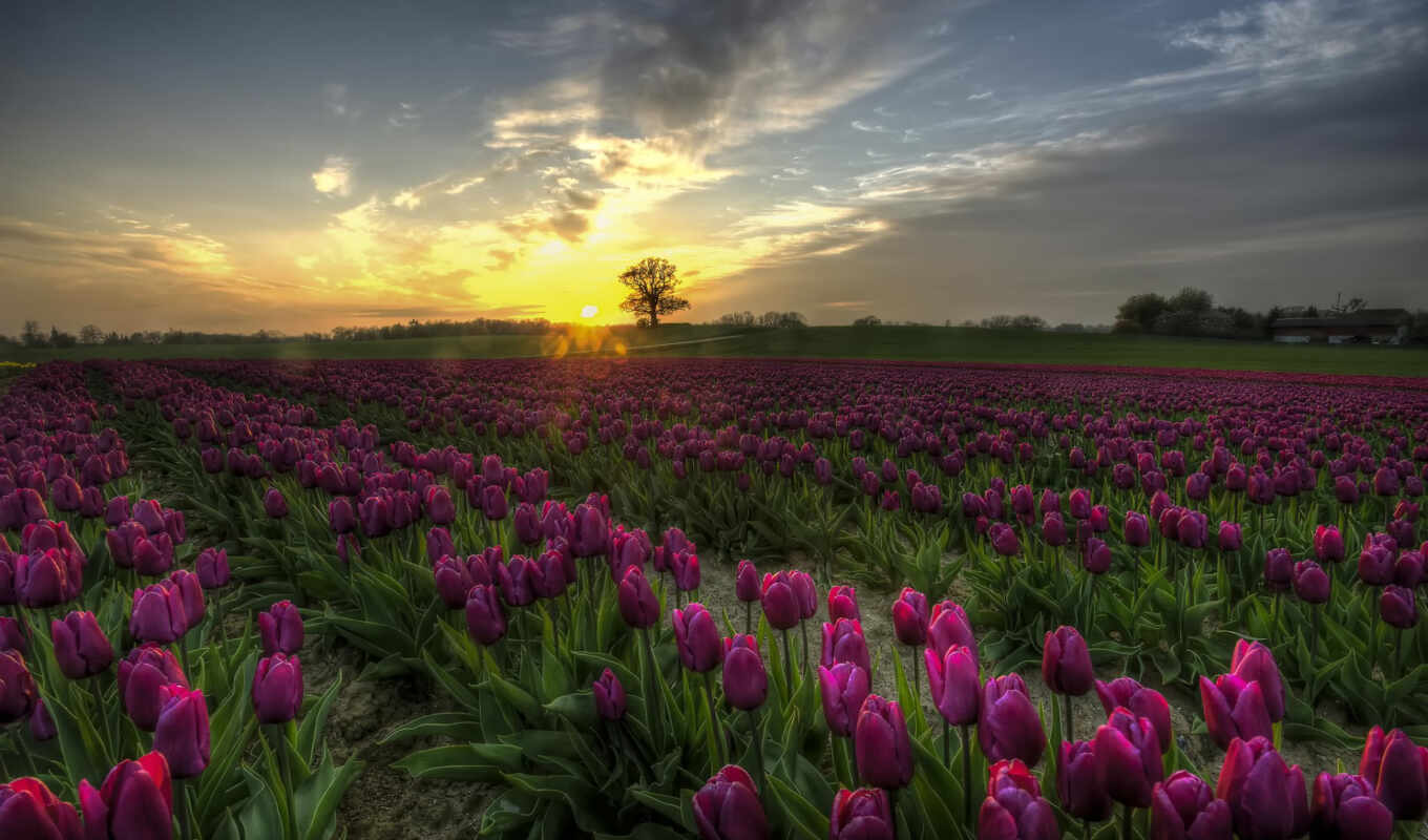 desktop, free, purple, photos, field, tulips, find, pixoto