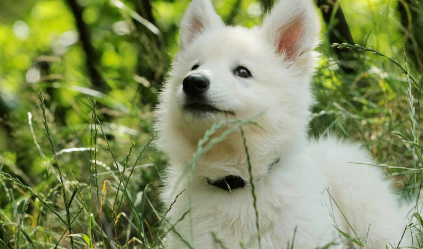 android, free, picture, dog, animals, dogs, apk, samoyed