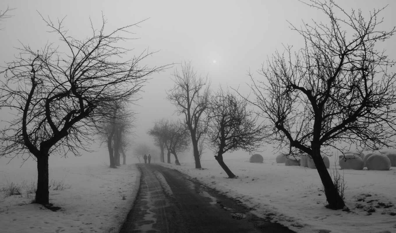 nature, black, white, high, the most, road, people, park, trees, permissions, pair