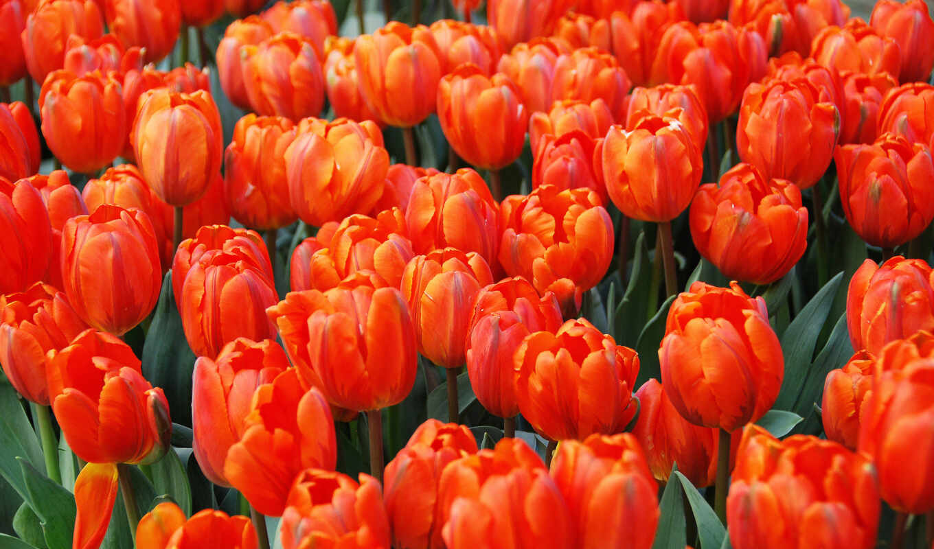 photo, desktop, free, picture, field, flowers, tulips, tulips