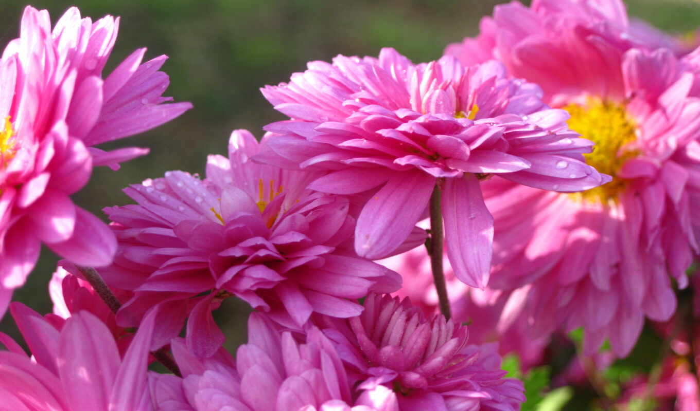 природа, цветы, sun, flowers, розовый, красиво, cvety, petals