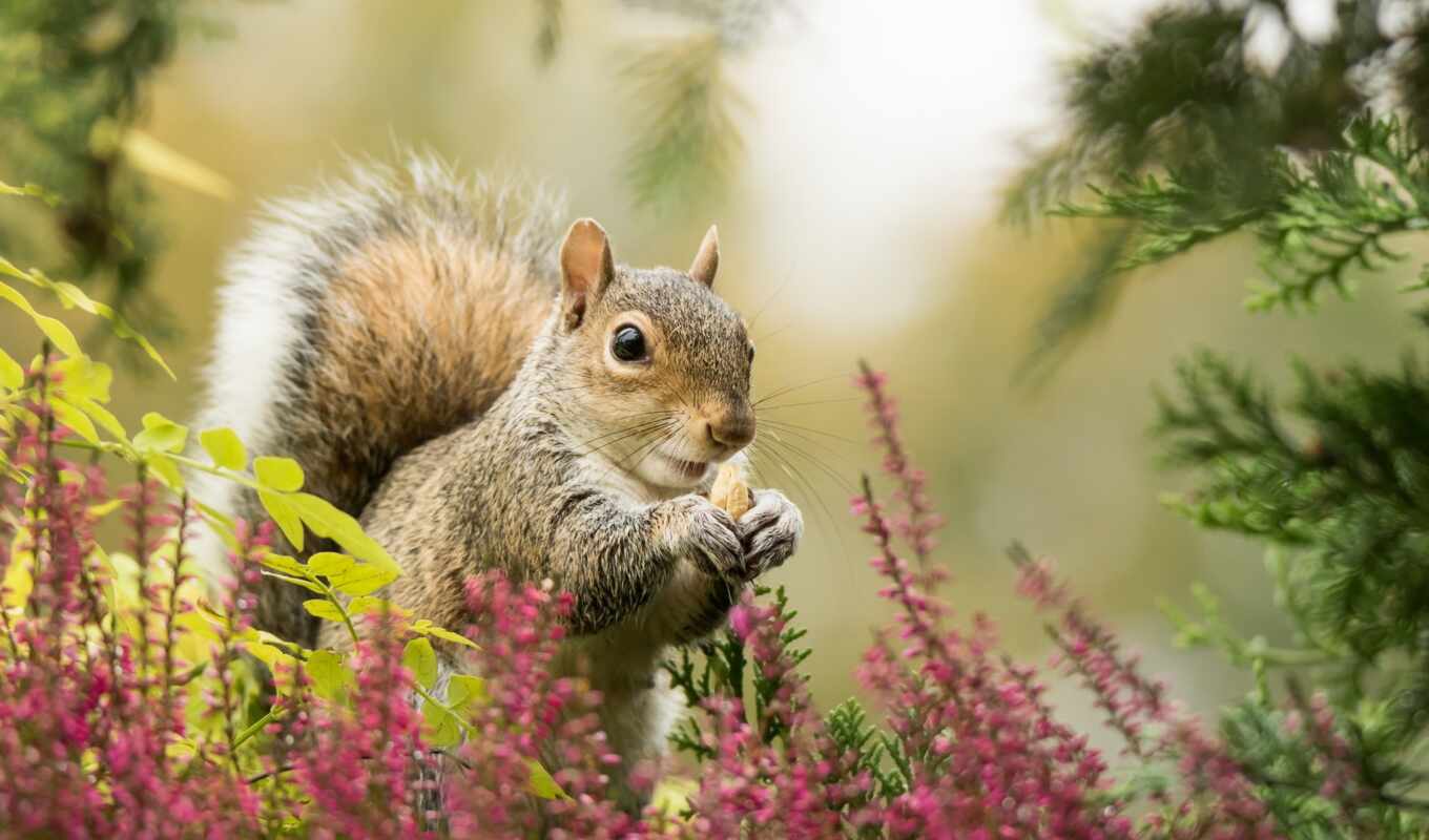 one, squirrels, male, furry, click, rub, protein, hoodie