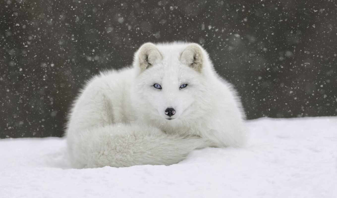 photo, snow, fox, animal, cover, puzzle, arctic, octobre, renard, snow, angelilie