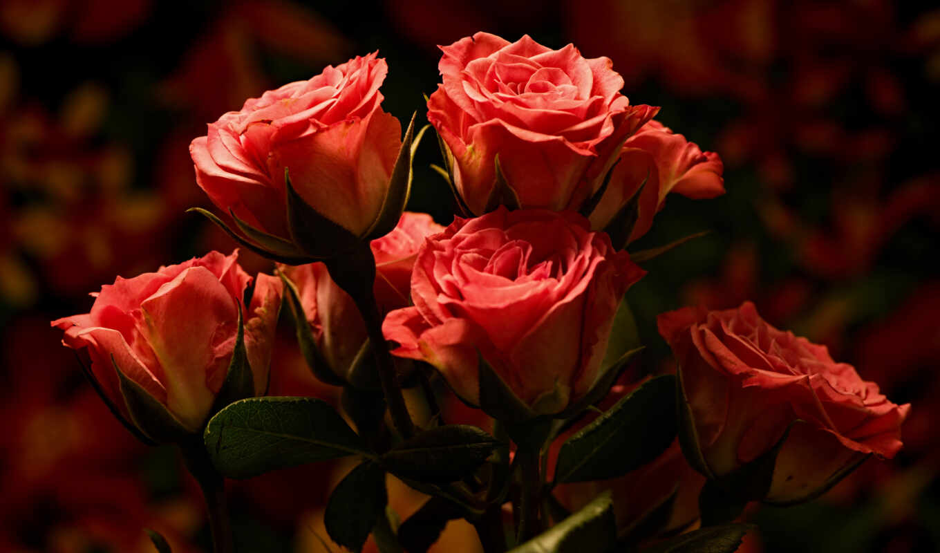 цветы, роза, розовый, cover, side, оранжевый, букет, размытость