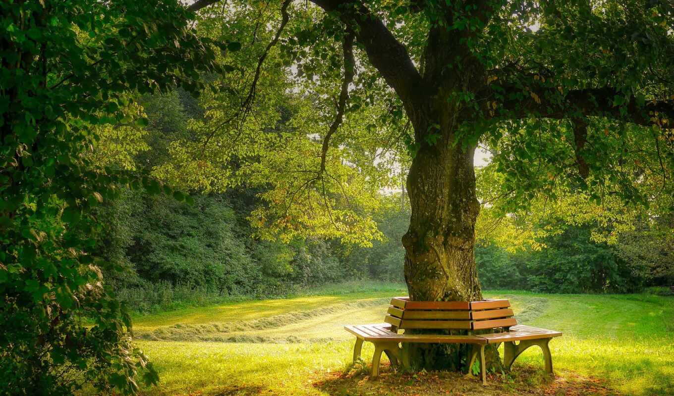 nature, summer, game, play, tree, collect, decoration, bench, possibility, pazlyi