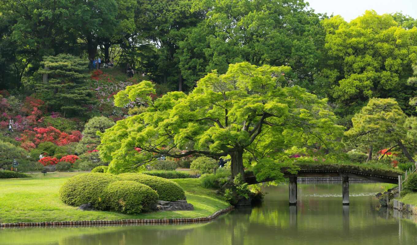 дерево, japanese, garden, funart