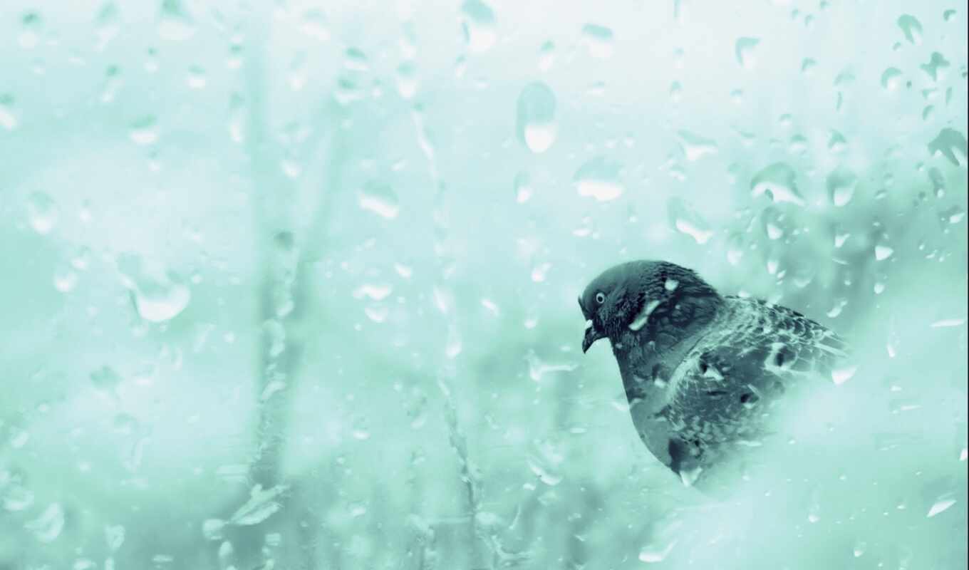 дождь, окно, птица, хит, golubit, uletet