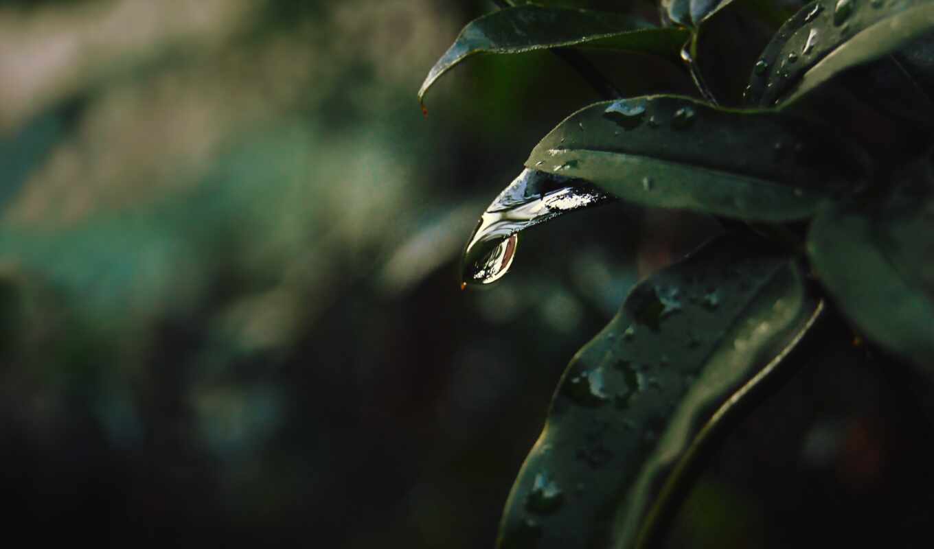 drop, plant, leaf, blurring