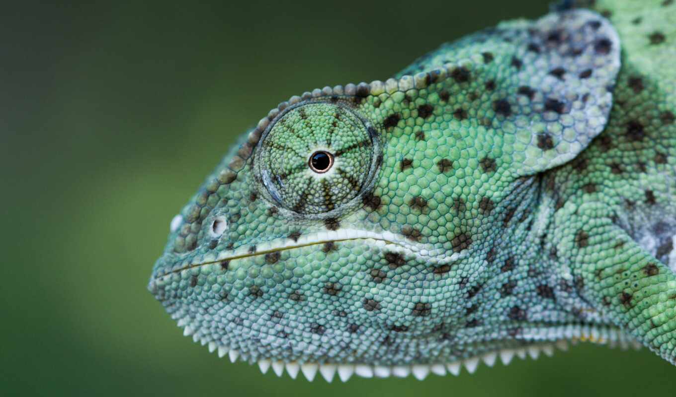 eyes, chameleon