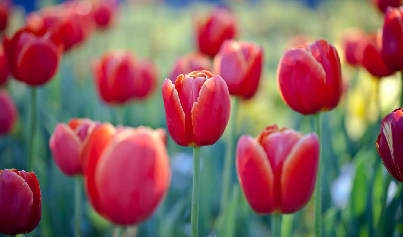 flowers, background, red, tulip