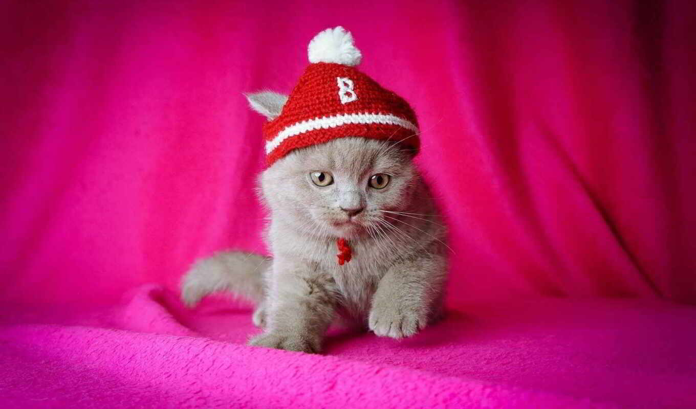 pink, kitty, a cap