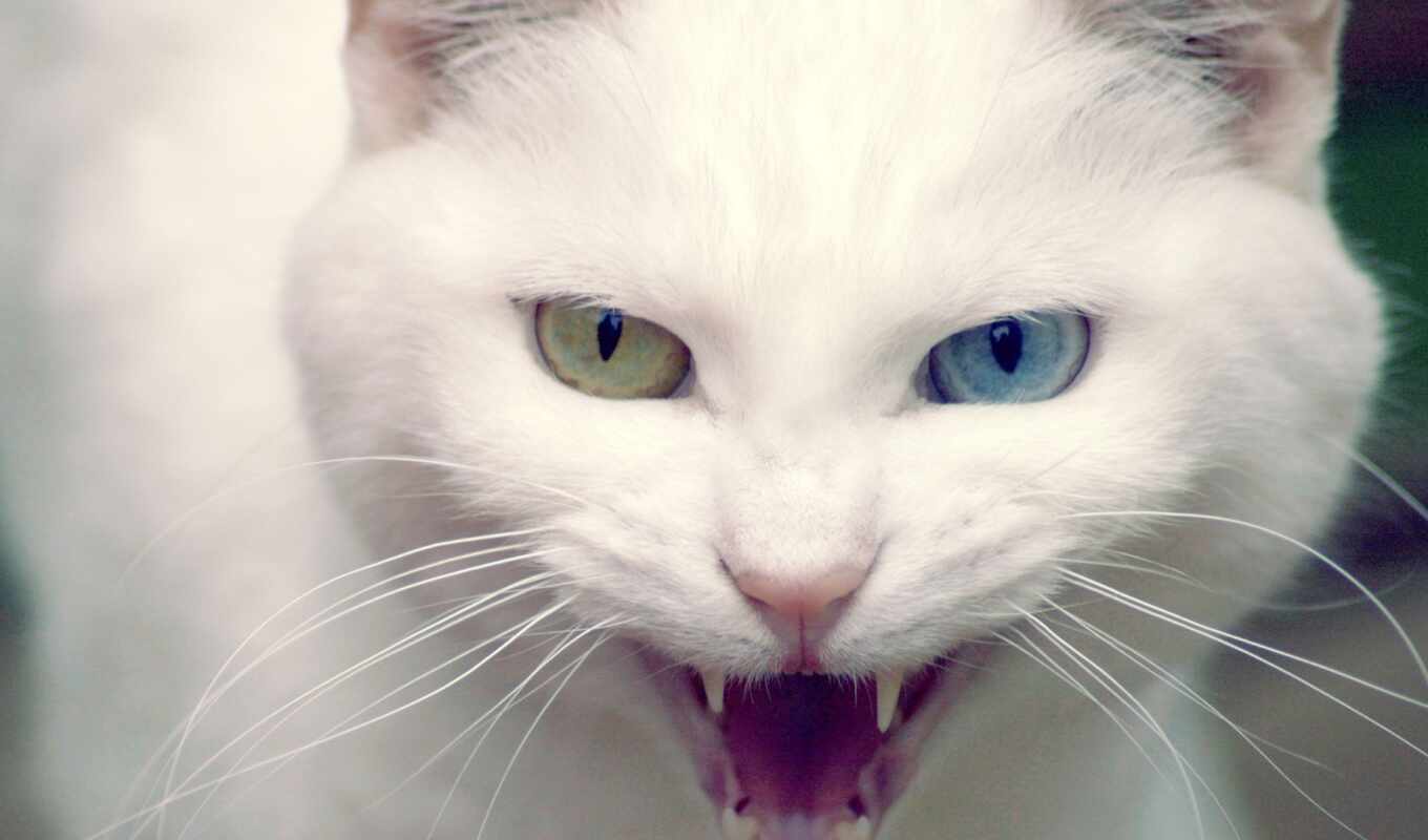 white, белые, свет, кот, глазами, голубыми, кошки, коты, кошек, белого