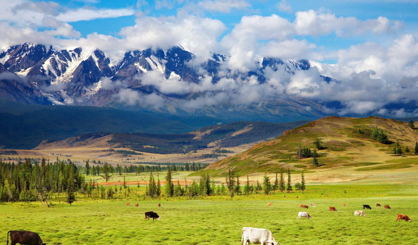 nature, green, landscape, beauty, valley, pasture, zhivotnye, highlands, cows, mountains