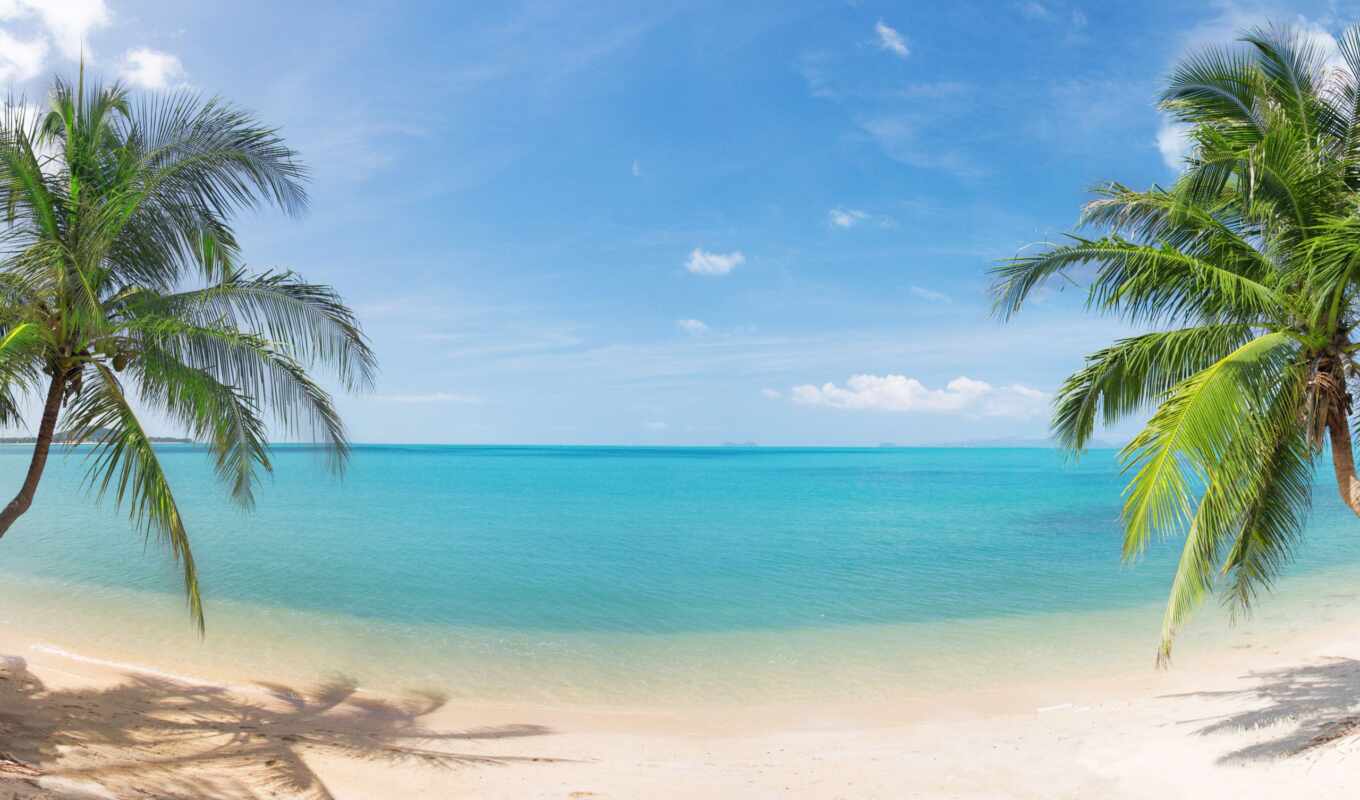 nature, online, water, beach, sea, palm trees, tropical, collect, puzzle, photo wallpapers
