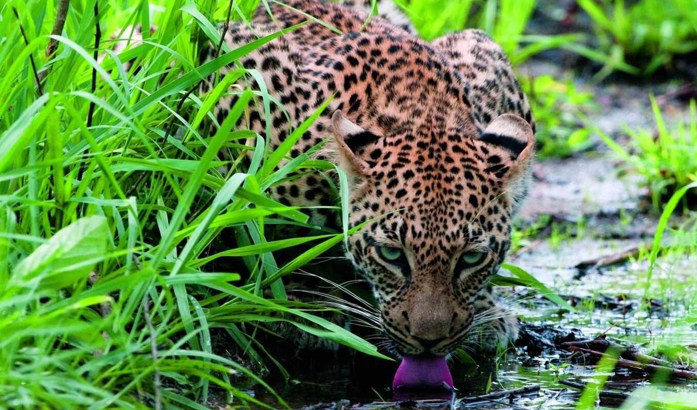 collection, picture, water, gif, leopard, leopards, drinking