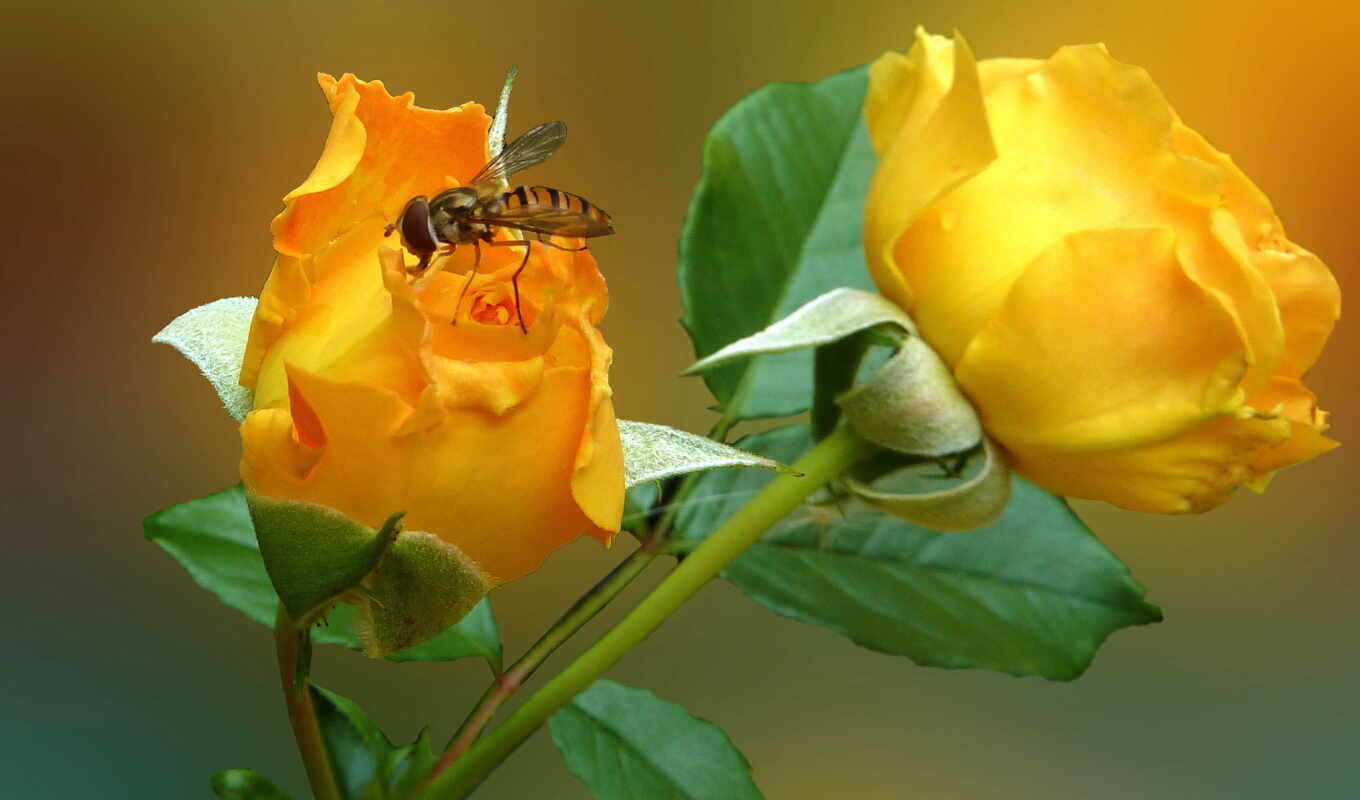 pinterest, flores, rosa, yêu, thường, trải, tim, abeja