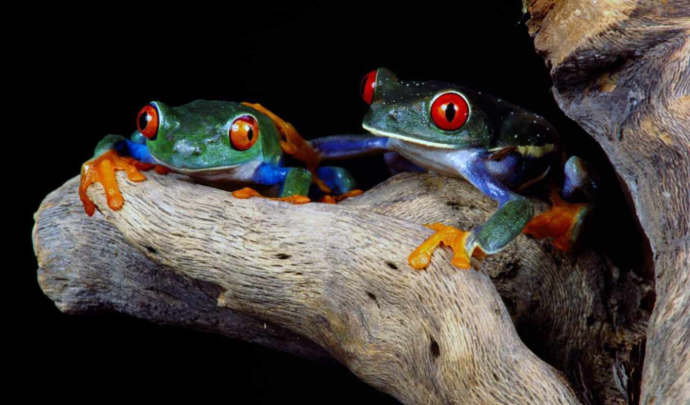 picture, picture, beautiful, photos, frog, zhivotnye, this, frogs, accessible, frogs