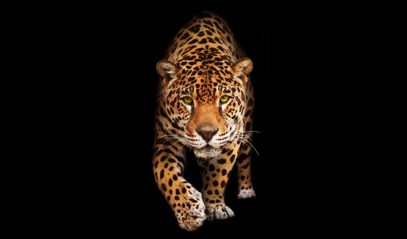 картинка, леопард, animal, jaguar, фотообои, shirokoformatnyi