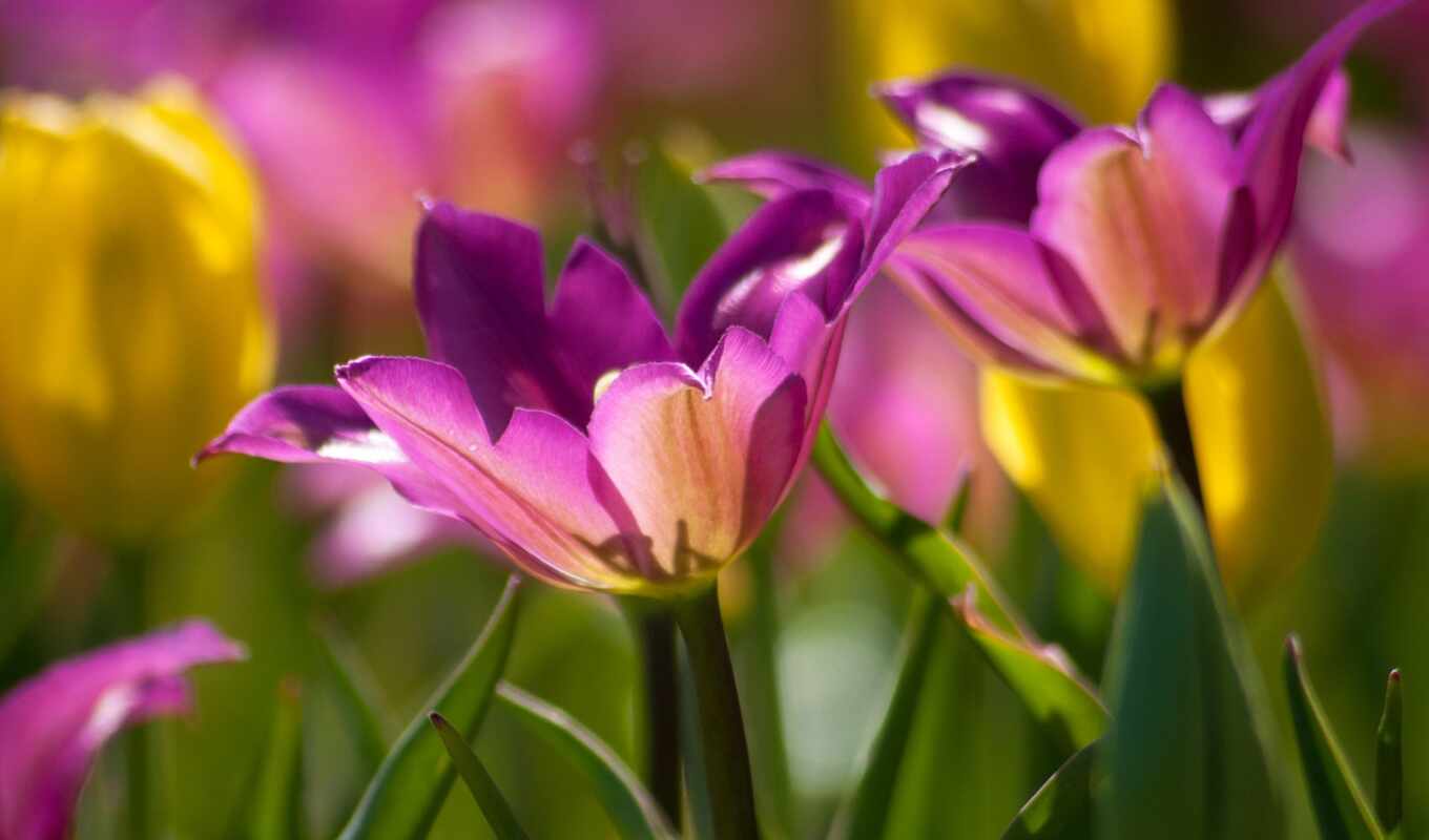 цветы, free, розовый, большой, plan, тюльпан, makryi, funart