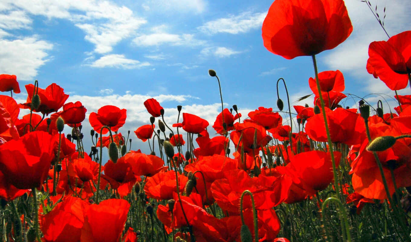 flowers, red, program, poppy