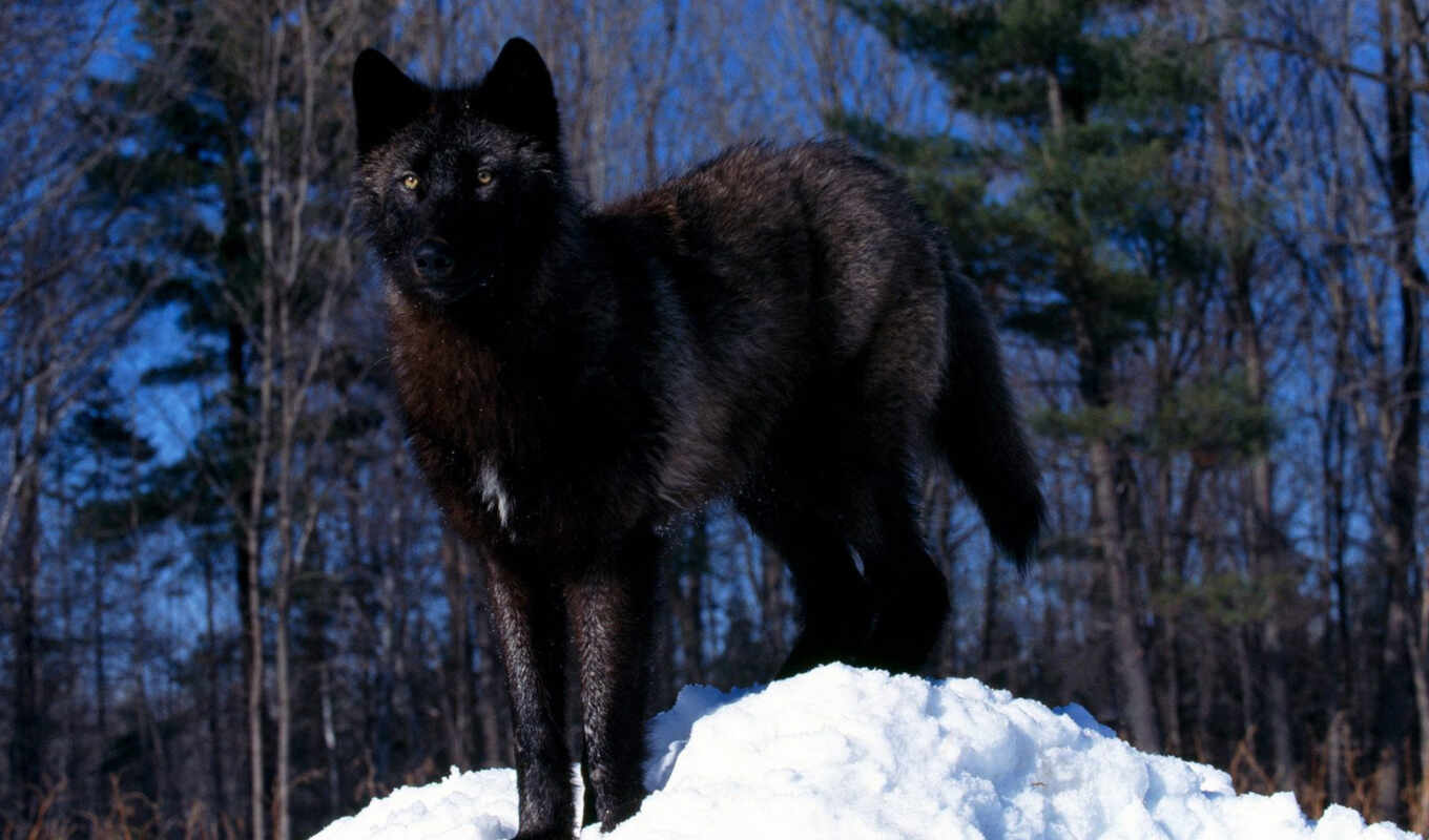черный, животные, animals, животных, снегу, волк, волки, волка, snow, wolves, galerie, канадский