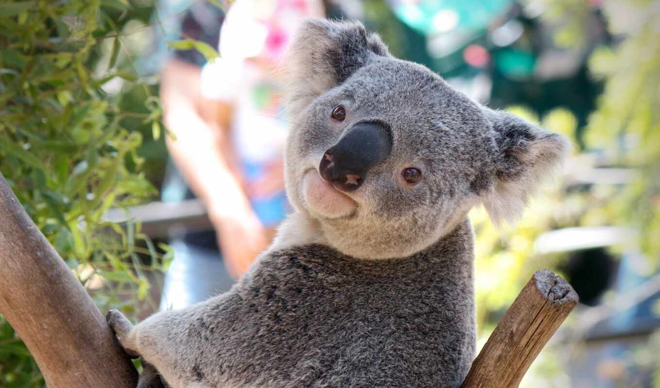 large format, koala