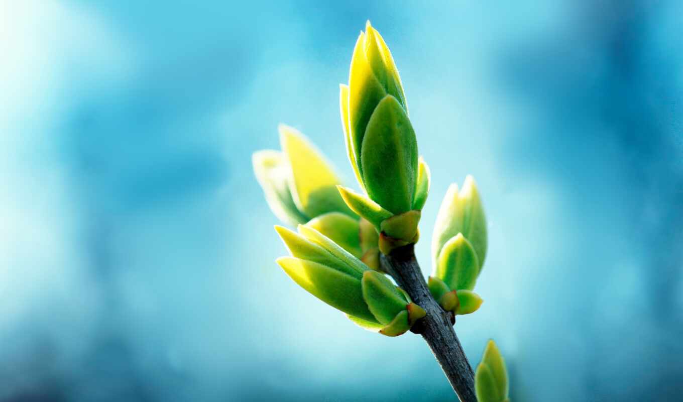 природа, дерево, зелёный, branch, весна, почки