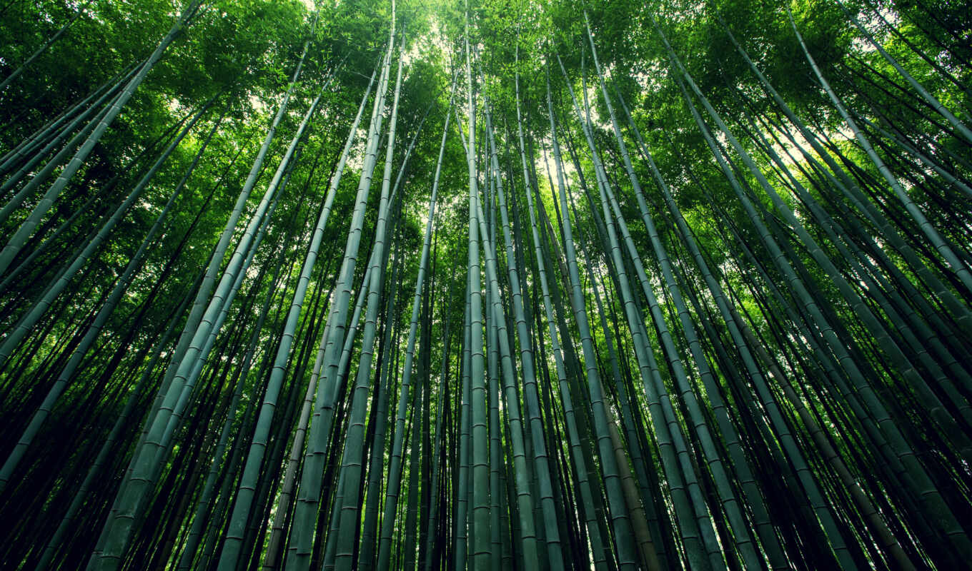 природа, картинка, лес, бамбук, стебли
