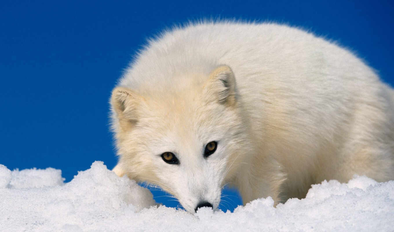 white, fox, polar, arctic fox, arctic, lagopus