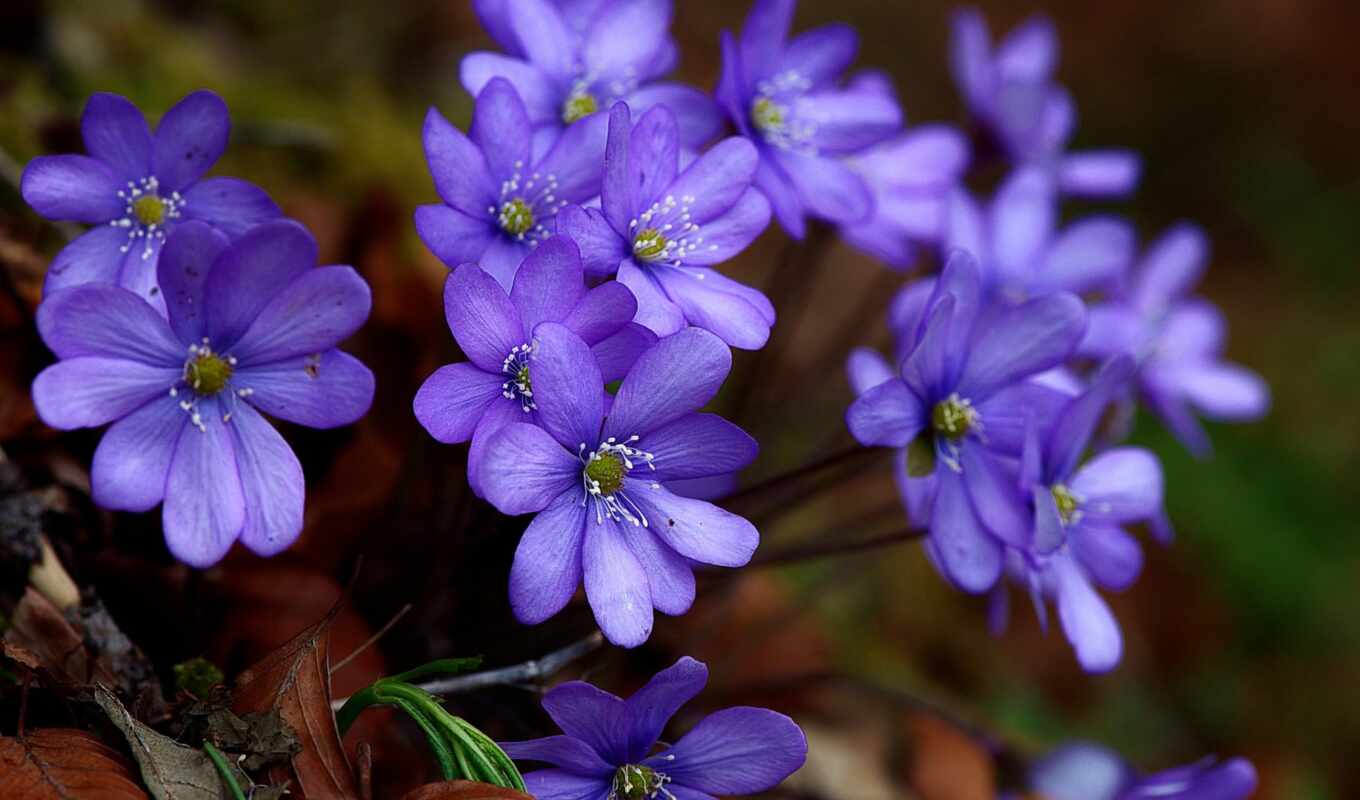 flowers, purple, forest, dark, color, colour, balloon, hepatica, rastene, perelesok