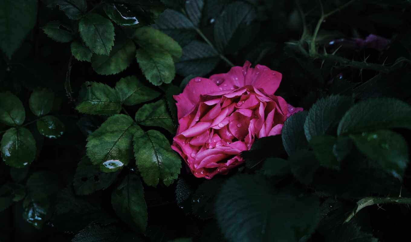 photo, flowers, rose, great, one, morning, many, section, pexel