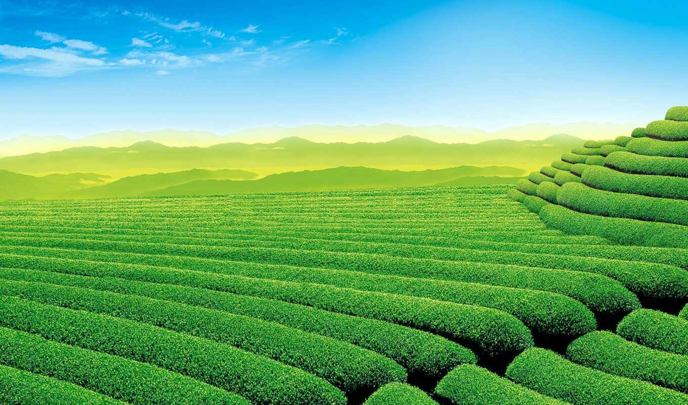 природа, поле, garden, чая, плантация