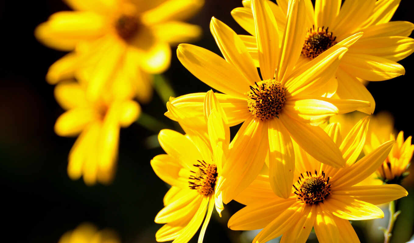 цветы, красивый, yellow